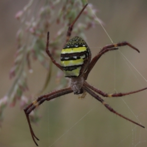 Argiope keyserlingi at Hall, ACT - 5 Mar 2022 10:16 AM