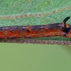 Oenochroma vinaria (Pink-bellied Moth, Hakea Wine Moth) at QPRC LGA - 20 Mar 2022 by WHall