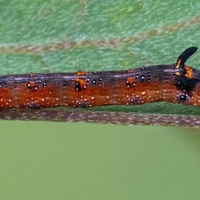 Oenochroma vinaria (Pink-bellied Moth, Hakea Wine Moth) at QPRC LGA - 20 Mar 2022 by WHall