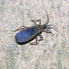 Aradidae sp. (family) (Flat bug) at Jerrabomberra, NSW - 21 Mar 2022 by Steve_Bok