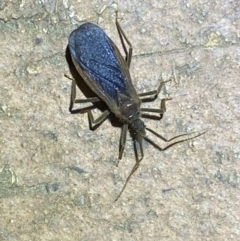 Opistoplatys australasiae at Jerrabomberra, NSW - suppressed