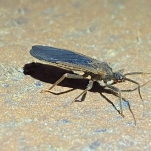 Opistoplatys australasiae at Jerrabomberra, NSW - suppressed