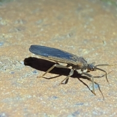 Opistoplatys australasiae at Jerrabomberra, NSW - suppressed