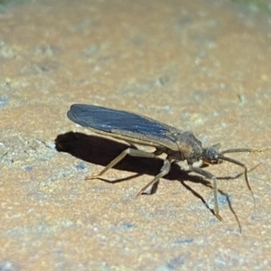 Opistoplatys australasiae at Jerrabomberra, NSW - suppressed