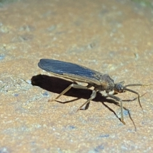 Aradidae sp. (family) at Jerrabomberra, NSW - 21 Mar 2022