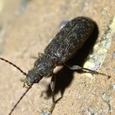 Meryx aequalis (Ulodid beetle) at QPRC LGA - 21 Mar 2022 by Steve_Bok