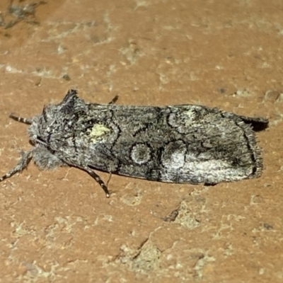 Epicyrtica lichenophora (Lichen Double-spot) at Jerrabomberra, NSW - 21 Mar 2022 by SteveBorkowskis