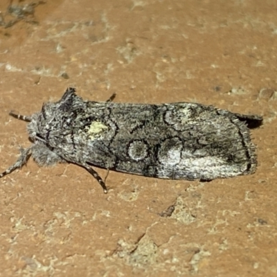 Calathusa (genus) (a Calathusa Moth) at QPRC LGA - 21 Mar 2022 by SteveBorkowskis