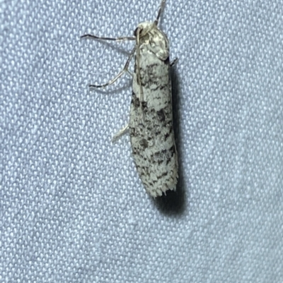 Lepidoscia (genus) ADULT (A Case moth) at Jerrabomberra, NSW - 21 Mar 2022 by Steve_Bok