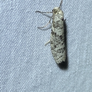 Lepidoscia (genus) ADULT at Jerrabomberra, NSW - 21 Mar 2022