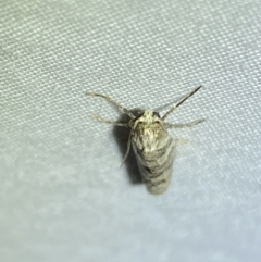 Lepidoscia (genus) ADULT at Jerrabomberra, NSW - 21 Mar 2022