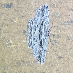 Scioglyptis loxographa (Light Grey Bark Moth) at Jerrabomberra, NSW - 21 Mar 2022 by Steve_Bok