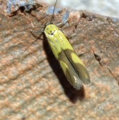 Stathmopoda crocophanes (Yellow Stathmopoda Moth) at Jerrabomberra, NSW - 21 Mar 2022 by SteveBorkowskis