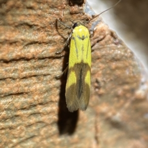 Stathmopoda crocophanes at Jerrabomberra, NSW - 21 Mar 2022