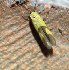 Stathmopoda crocophanes at Jerrabomberra, NSW - 21 Mar 2022