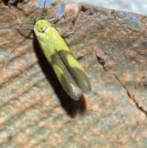 Stathmopoda crocophanes at Jerrabomberra, NSW - 21 Mar 2022