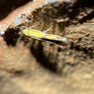 Stathmopoda crocophanes at Jerrabomberra, NSW - 21 Mar 2022