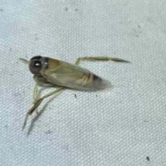 Notonectidae (family) (Backswimmer) at Jerrabomberra, NSW - 21 Mar 2022 by SteveBorkowskis