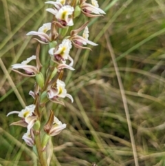 Prasophyllum viriosum (Stocky leek orchid) at Nurenmerenmong, NSW - 4 Feb 2022 by Marchien
