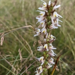 Paraprasophyllum viriosum at Nurenmerenmong, NSW - 4 Feb 2022