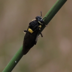 Perga sp. (genus) (Sawfly or Spitfire) at Hall Cemetery - 4 Mar 2022 by AndyRoo