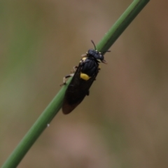 Perga sp. (genus) at Hall, ACT - 5 Mar 2022