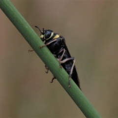 Perga sp. (genus) at Hall, ACT - 5 Mar 2022