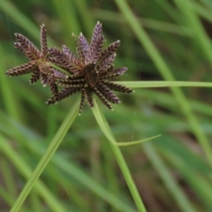 Cyperus sanguinolentus (A Sedge) at Hall, ACT - 5 Mar 2022 by AndyRoo