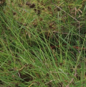 Cyperus sanguinolentus at Hall, ACT - 5 Mar 2022