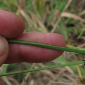 Cyperus sanguinolentus at Hall, ACT - 5 Mar 2022