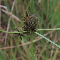 Cyperus sanguinolentus at Hall, ACT - 5 Mar 2022