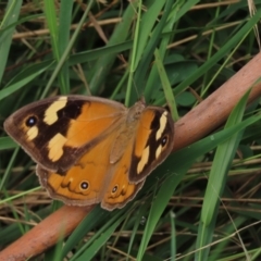 Heteronympha merope (Common Brown Butterfly) at Hall Cemetery - 5 Mar 2022 by AndyRoo