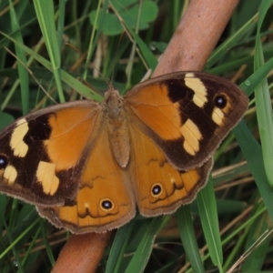 Heteronympha merope at Hall, ACT - 5 Mar 2022 11:26 AM