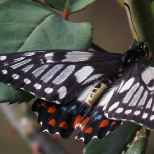 Papilio anactus at Waramanga, ACT - 12 Mar 2022