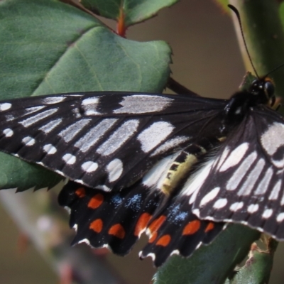 Papilio anactus (Dainty Swallowtail) at Waramanga, ACT - 12 Mar 2022 by AndyRoo