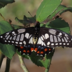 Papilio anactus at Waramanga, ACT - 12 Mar 2022