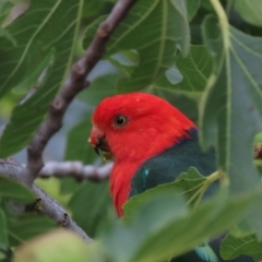 Alisterus scapularis (Australian King-Parrot) at Waramanga, ACT - 18 Mar 2022 by AndyRoo