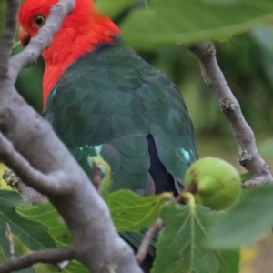 Alisterus scapularis at Waramanga, ACT - 18 Mar 2022