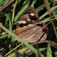 Heteronympha merope (Common Brown Butterfly) at Stirling Park - 20 Mar 2022 by AndyRoo