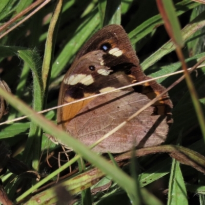 Heteronympha merope (Common Brown Butterfly) at Yarralumla, ACT - 20 Mar 2022 by AndyRoo