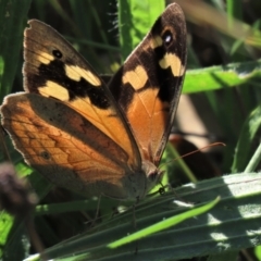 Heteronympha merope at Yarralumla, ACT - 20 Mar 2022