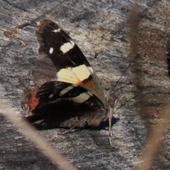 Vanessa itea (Yellow Admiral) at Yarralumla, ACT - 20 Mar 2022 by AndyRoo