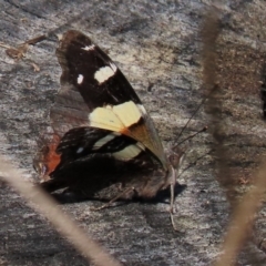 Vanessa itea (Yellow Admiral) at Stirling Park - 20 Mar 2022 by AndyRoo