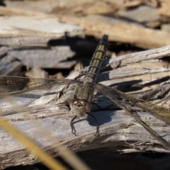 Orthetrum caledonicum at Yarralumla, ACT - 20 Mar 2022 11:19 AM