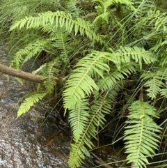 Blechnum nudum (Fishbone Water Fern) at Cotter River, ACT - 21 Mar 2022 by JaneR