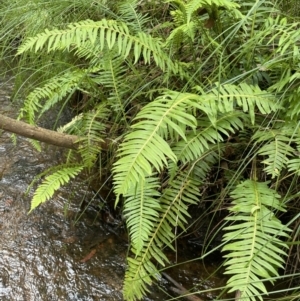 Blechnum nudum at Cotter River, ACT - 21 Mar 2022