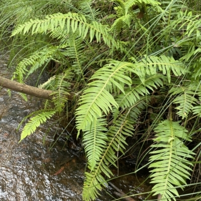 Blechnum nudum (Fishbone Water Fern) at Cotter River, ACT - 21 Mar 2022 by JaneR