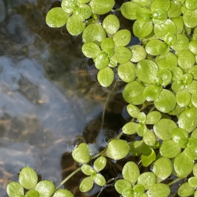 Callitriche stagnalis (Common Starwort) at Cotter River, ACT - 21 Mar 2022 by JaneR