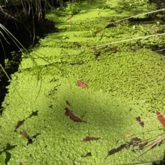 Callitriche stagnalis at Cotter River, ACT - 21 Mar 2022 12:50 PM