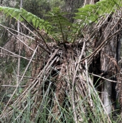 Dicksonia antarctica (Soft Treefern) at Lower Cotter Catchment - 21 Mar 2022 by JaneR